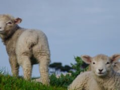 Грција воведува микрочипови за следење на домашните животни по скандалот за злоупотреба на субвенциите од ЕУ