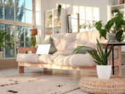 (Фото) Кралици на издржливоста: растенија кои успеваат дури и ако заборавите на нив