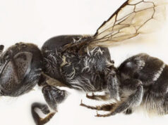 (Фото) Пчела „Луцифер“ пронајдена во Австралија