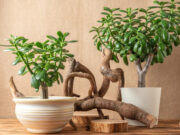 Колку повеќе расте, толку повеќе пари носи: додадете две состојки и ќе напредува како лудо