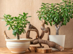 Колку повеќе расте, толку повеќе пари носи: додадете две состојки и ќе напредува како лудо