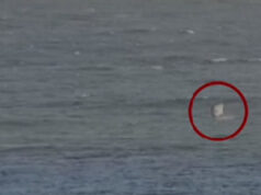 (Видео) „Мислев дека ова е крајот“: австралиски сурфер нападнат од ајкула, камерите снимиле се