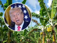 Пониски цени на кафето и бананите во САД? Трамп најавува нови трговски договори