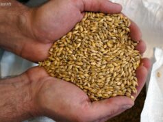 Пет лица осомничени за злоупотреба на стоковите резерви: Излажале дека недостасуваат пченица и јачмен вредни 780.000 евра