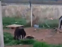 Анима Мунди бара итно одземање на кучињата од прифатилиште во Битола поради долгогодишна негрижа