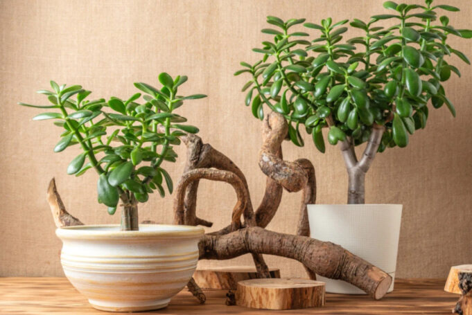 screenshot-2025-11-12-075218