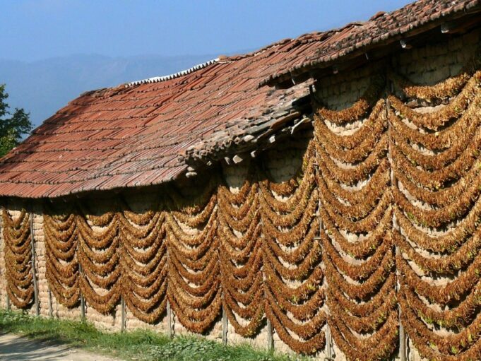 tobacco_drying_kostinci-800x600-2