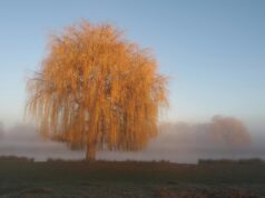 Променливо облачно со сончеви периоди, претпладне магла