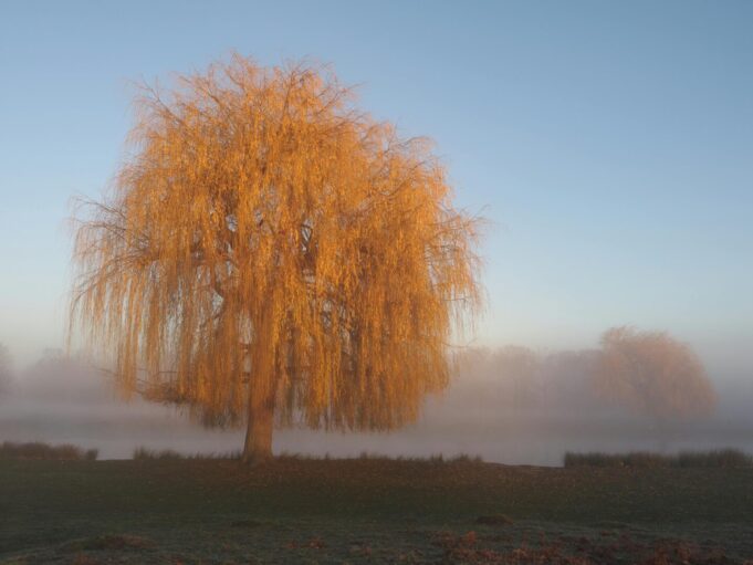 esen-utro-magla-pexels-stephen-noulton-421904730-35193779