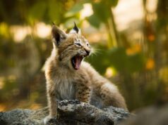 (Видео) Новo рисче на Шара – тимот на Националниот парк слави со мекици