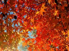 2025 година би можела да се изедначи со втората најтопла година во историјата на мерењето