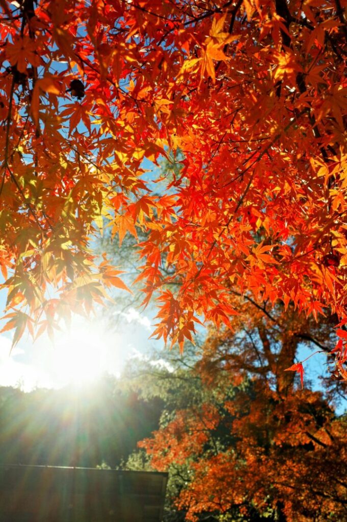 jared-chen-f8anryk9os4-unsplash