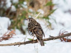 Утре сончево и релативно топло со мала до умерена локална облачност и температури до 16 степени