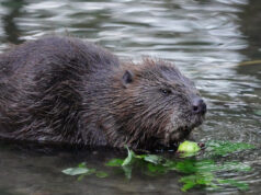 (Видео) Див дабар виден во Велика Британија за првпат по 400 години