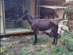 „Анима Мунди“: Денес се одлучува дали убиството на коњите ќе биде казнето или прикриено