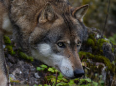 Волк побегнал од зоолошка градина во Токио, брзо бил фатен