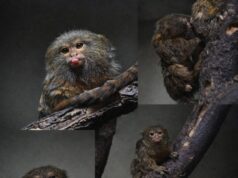 Се родија два џуџести мармозети во Зоолошката градина во Скопје