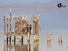 МЕД: Над 44 различни видови водни птици се попишани за време на зимското пребројување во Македонија