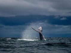 (Видео) 55 китови се насукаа на Нов Зеланд, волонтери се обидуваат да ги спасат