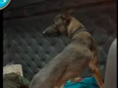 Куче открило дрога во вредност од 1,7 милиони евра