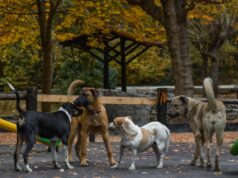 Непознати глутници се појавија преку ноќ – пронајдени улични кучиња од Албанија во Скопје, се бара истрага и проверка на безбедносните камери