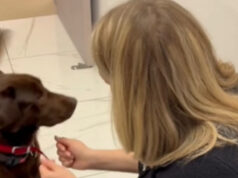 (Видео) Роџер – терапевтскиот лабрадор кој им носи смиреност и поддршка на пациентите на Клиниката за психијатрија