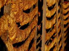 Тутунот се продаде по речиси 420 денари за килограм