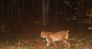 Угинат балкански рис најден на патот Ресен – Охрид, постојат само 50-тина единки од овој вид