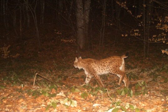 Угинат балкански рис најден на патот Ресен – Охрид, постојат само 50-тина единки од овој вид