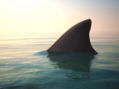 (Видео) Вториот најголем вид ајкула снимен во близина на хрватски остров