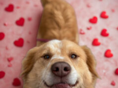 Иницијатива на Лајка: „Биди мојот Валентајн за еден ден” – прошетка и љубов за бездомни кучиња