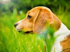 Напуштањето миленик да стане кривично дело, пет од шест заловени кучиња имаат сопственик, велат од „Анима Мунди“