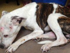 Угинато куче со пена на уста најдено на улица во Кавадарци, ќе постапува обвинител