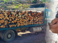 Кривична против пет лица: организирале сеча и транспорт на дрвна маса од државни парцели