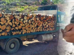 Кривична пријава против три лица, го оштетиле буџетот на ЈП „Национални шуми“ за над три милиони денари