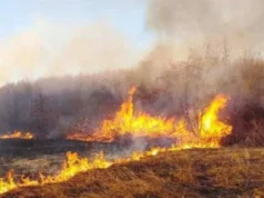 Уапсено лице од струшко, фатено е при обид да запали сува трева и грмушки