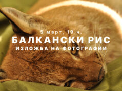 Балканскиот рис доаѓа во Скопје: Патувачката фотоизложба на Македонското еколошко друштво се отвора во Лабораториум