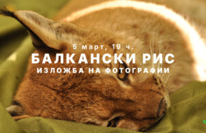 Балканскиот рис доаѓа во Скопје: Патувачката фотоизложба на Македонското еколошко друштво се отвора во Лабораториум