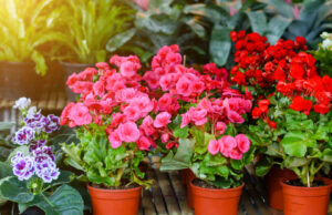 Кои цвеќиња можете да ги изнесете надвор, а за кои мора да почекате?