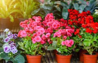 Кои цвеќиња можете да ги изнесете надвор, а за кои мора да почекате?