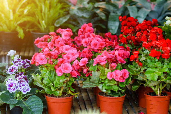 cvekinja-Depositphotos_52368041_XL