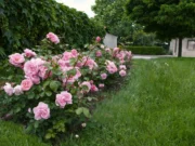 Природен трик за бујни рози: Кора од банана како тајно ѓубриво