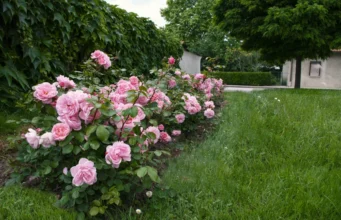 Природен трик за бујни рози: Кора од банана како тајно ѓубриво