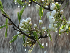 Од понеделник променливо облачно и посвежо време