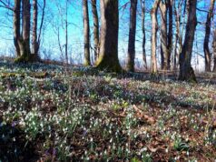 Утре променливо облачно со сончеви периоди, во почетокот на новата седмица со услови за повремени локални врнежи од дожд