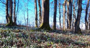 Утре променливо облачно со сончеви периоди, во почетокот на новата седмица со услови за повремени локални врнежи од дожд