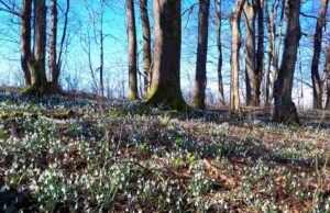 Утре променливо облачно со сончеви периоди, во почетокот на новата седмица со услови за повремени локални врнежи од дожд