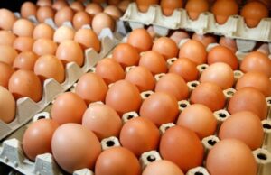 Половина милион јајца запленети на Табановце завршија на „Дрисла“