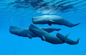 (Видео) Неверојатна снимка: Женка кит раѓа, другите ѝ помагаат