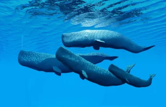 (Видео) Неверојатна снимка: Женка кит раѓа, другите ѝ помагаат